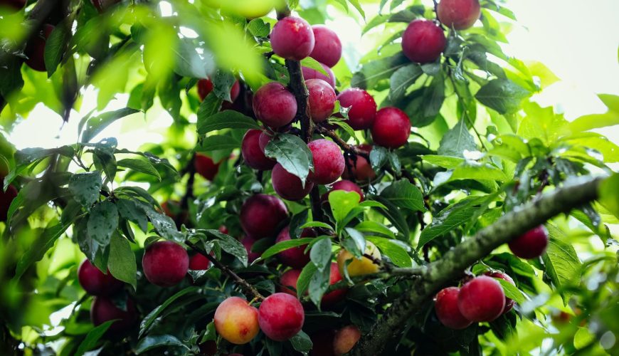 Mùa Mận Hà Nội Gọi Mời: Sắc Đỏ Quyến Rũ, Hương Vị Say Mê và Hành Trình Khám Phá Độc Đáo