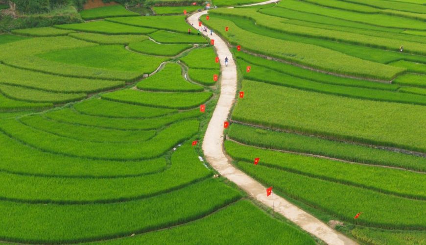 Con đường đất chạy qua ruộng lúa xanh, được trang trí bằng cờ đỏ sao vàng, với một người đi xe máy.
