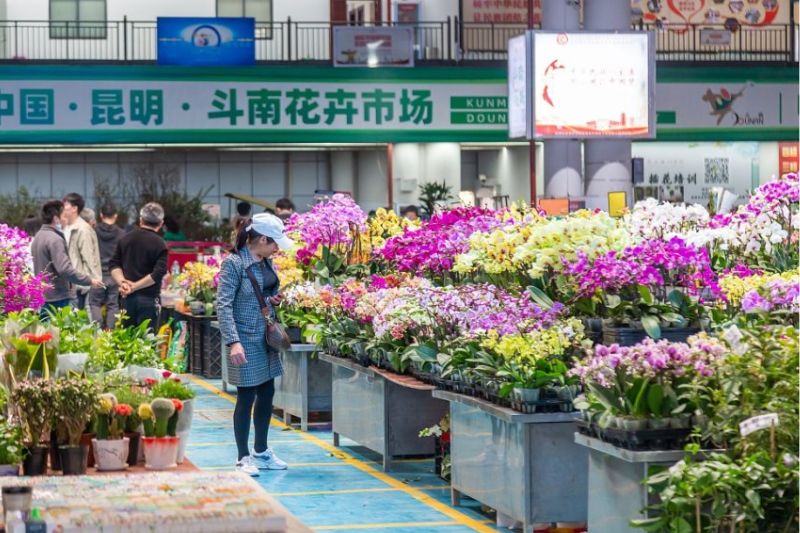 Du khách chiêm ngưỡng các loài hoa phong phú tại chợ hoa Đấu Nam