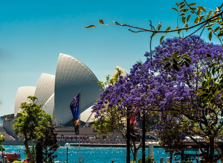 Cận cảnh Nhà hát Opera Sydney với một cây Jacaranda đang nở hoa ở tiền cảnh.