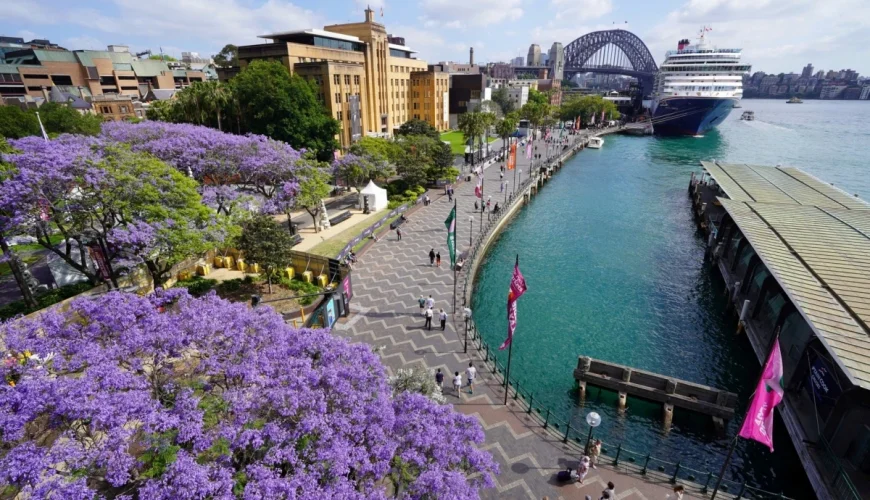 Cảnh quan tuyệt đẹp của Cầu Cảng Sydney và bến cảng Circular Quay được tô điểm bởi những tán hoa Jacaranda tím rực rỡ vào mùa xuân.