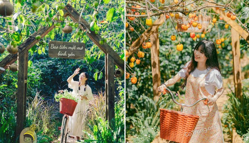 Đắm Mình Trong Sắc Thu Ngọt Ngào: Cẩm Nang Check-in 9 Quán Cà Phê Có Vườn Hồng Chín Sớm Ở Đà Lạt