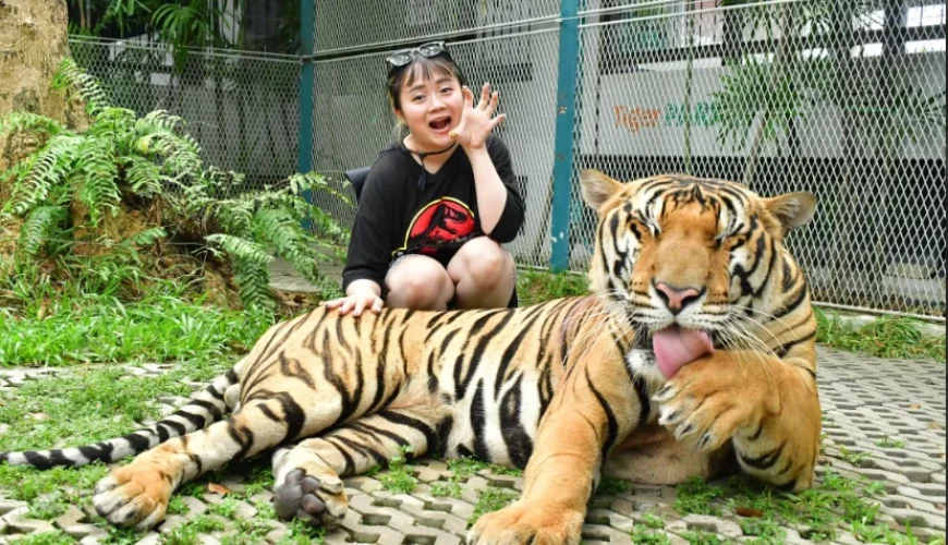 Một con hổ đang uống nước tại hồ nhân tạo.