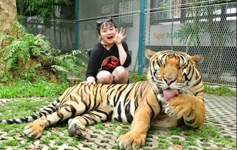 Một con hổ đang uống nước tại hồ nhân tạo.