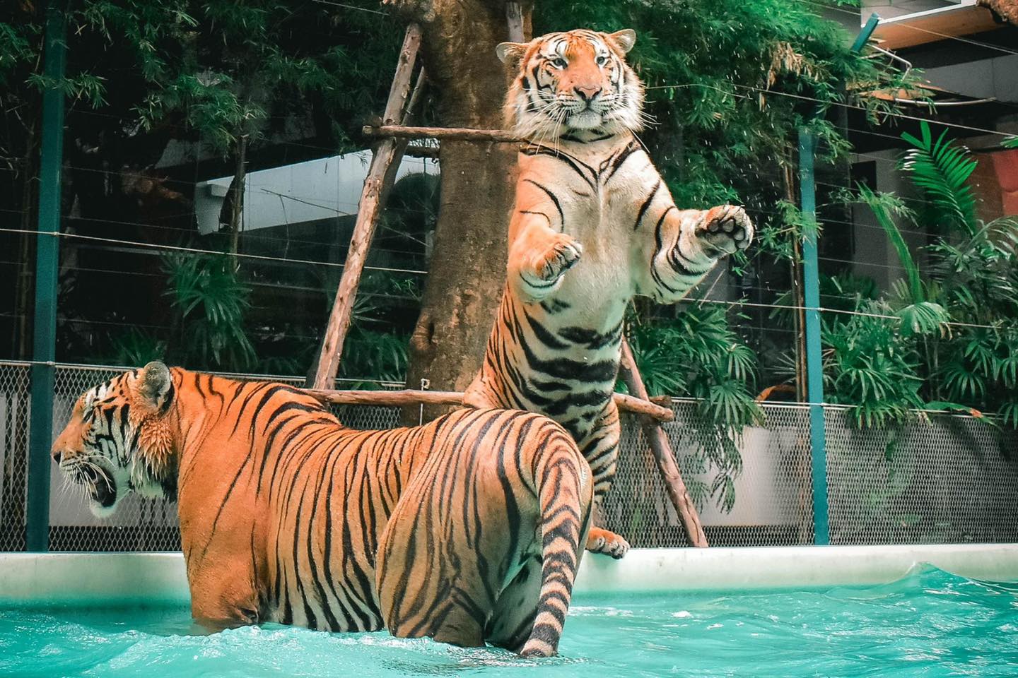 Con hổ trắng khổng lồ trong khu vực tham quan tại Tiger Park Pattaya.