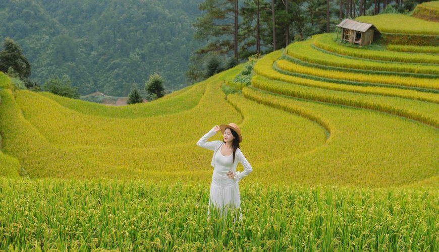 Mù Cang Chải mùa lúa chín: Khám phá tuyệt tác “vàng” nơi Tây Bắc