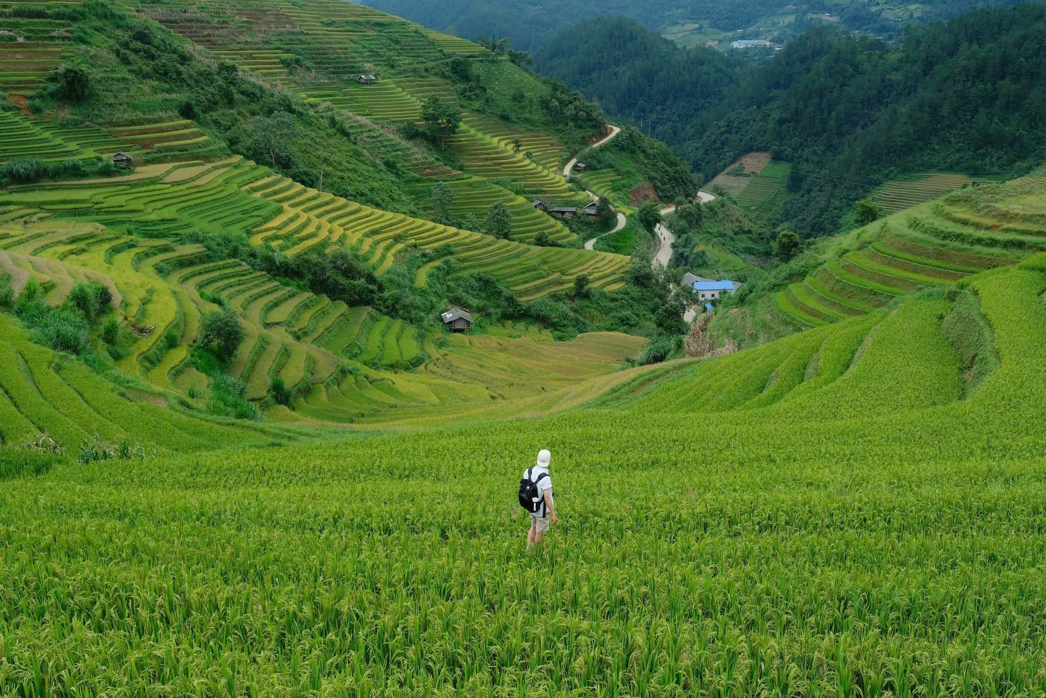  Cận cảnh những thửa ruộng bậc thang lúa chín được bao quanh bởi cây xanh, làm nổi bật cấu trúc xếp tầng của ruộng.