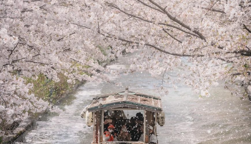Mùa Hoa Anh Đào Nhật Bản – Thời Điểm Đẹp Nhất Để Du Lịch Ngắm Sakura 2026