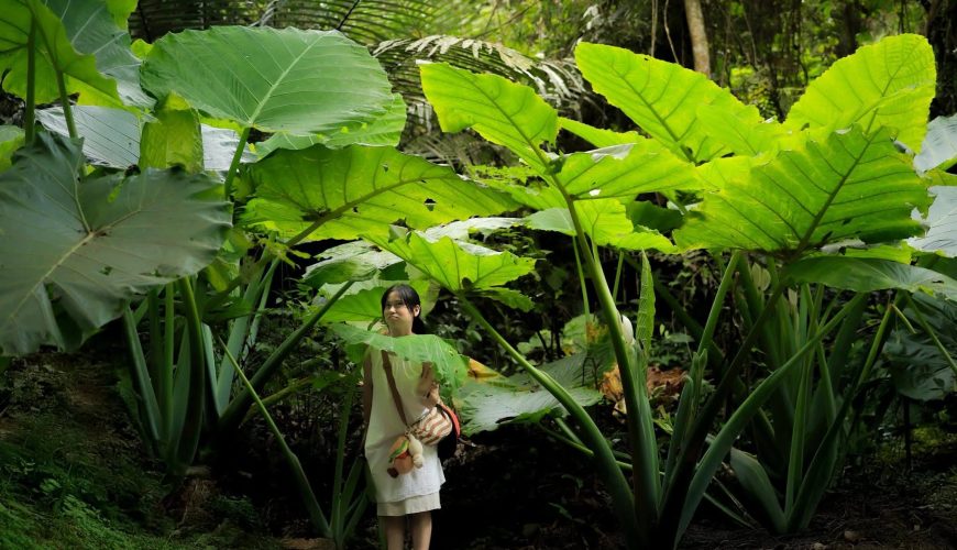 Vườn Quốc Gia Cúc Phương – Khám Phá “Lá Phổi Xanh” Cổ Xưa Nhất Việt Nam