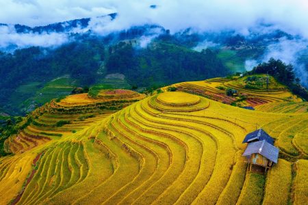 Mù Cang Chải mùa vàng – Vẻ đẹp ruộng bậc thang Tây Bắc mùa lúa chín